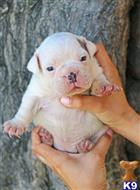 american bully puppy posted by Exotic Bully